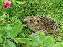 IMG_2655a